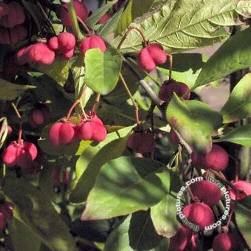 Afbeelding bij Wilde kardinaalsmuts - Euonymus europaeus 'Red Cascade' 