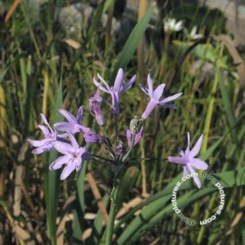 Afbeelding bij Wilde knoflook - Kaapse knoflook - Tulbaghia violacea 