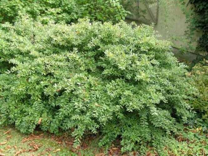 Afbeelding bij Wilde liguster - dwergvorm - Ligustrum vulg. 'Lodense'