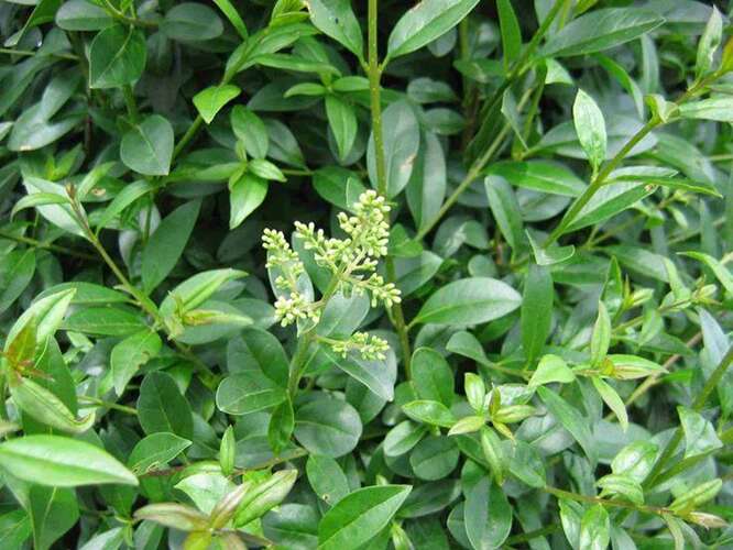 Afbeelding bij Wilde liguster - Ligustrum vulg. 'Atrovirens'