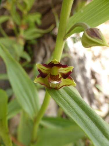 Afbeelding bij Wilde orchidee gevonden  denk ik !  wie kan me verder helpen