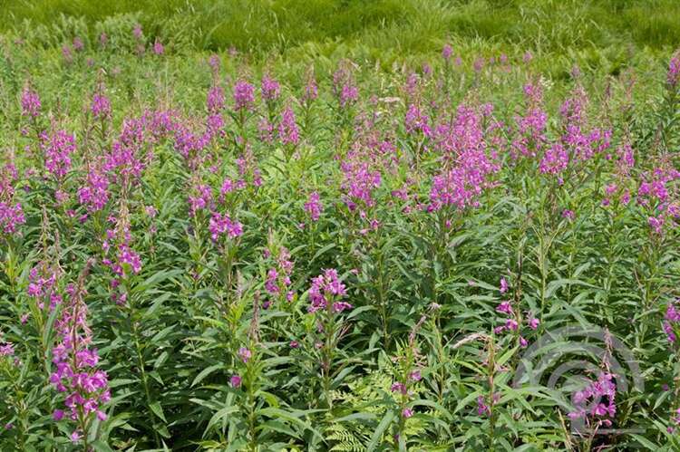 Afbeelding bij Wilgenroosje - Epilobium angustifolium