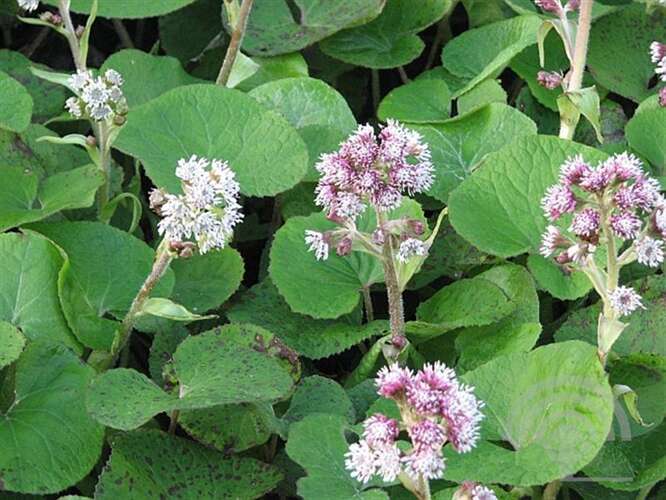 Afbeelding bij Winterheliotroop - Petasites fragrans