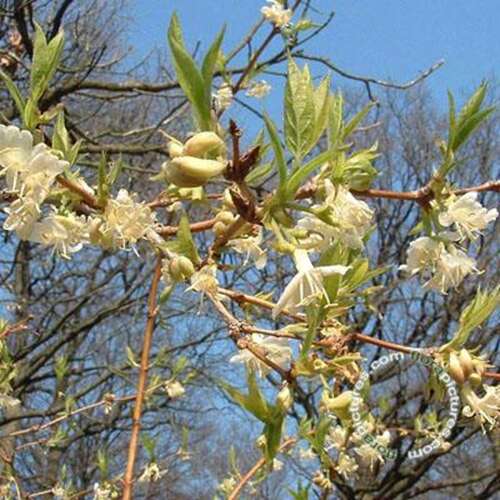Afbeelding bij Winterkamperfoelie - Lonicera fragrantissima