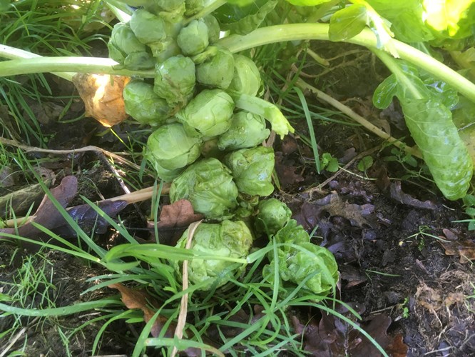Afbeelding bij Winterkost. Ook prima te doen de hele winter uit eigen tuin 