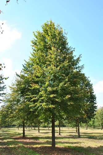 Afbeelding bij Winterlinde - Kleinbladige linde - Tilia cordata 