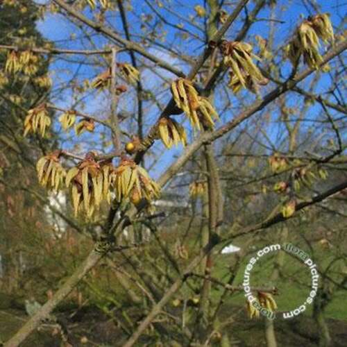Afbeelding bij Winterzoet - Chimonanthus praecox 'Grandiflorus' 