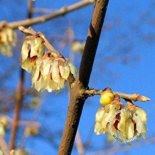 Afbeelding bij Winterzoet - Meloenboompje - Chimonanthus praecox