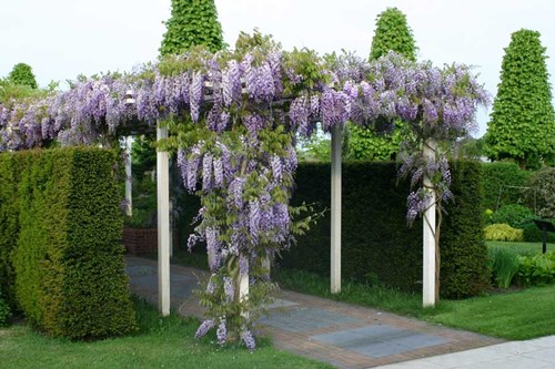 Klimplanten