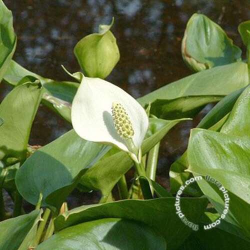 Afbeelding bij Witte aronskelk - Lysichiton camtschatcensis