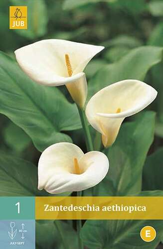 Afbeelding bij Witte aronskelk - Zantedeschia aethiopica 