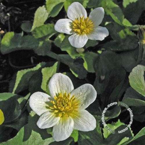 Afbeelding bij Witte dotterbloem - Caltha - palustris - alba