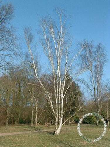 Afbeelding bij Witte Himalayaberk - Betula utilis 'Jacquemontii' 