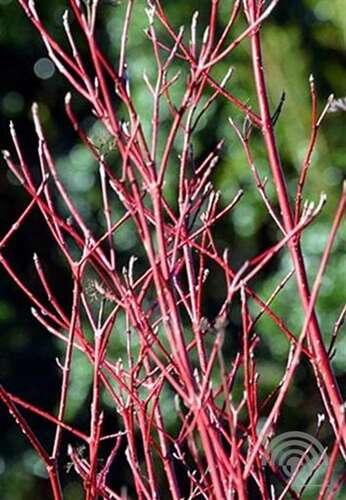 Afbeelding bij Witte kornoelje - Cornus alba