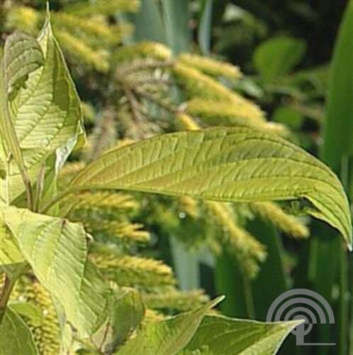 Afbeelding bij Witte kornoelje - Cornus alba &#039;Aurea&#039; 