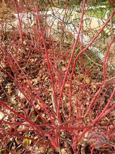 Afbeelding bij Witte kornoelje - Cornus alba 'Baton Rouge' ® 