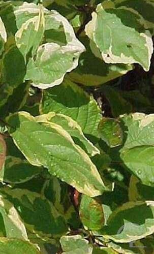 Afbeelding bij Witte kornoelje - Cornus alba 'Gouchaultii'