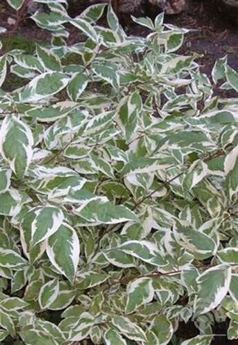 Afbeelding bij Witte kornoelje - Cornus alba 'Ivory Halo' ® 