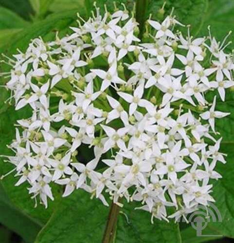 Afbeelding bij Witte kornoelje -  Cornus alba &#039;Siberian Pearls&#039; 