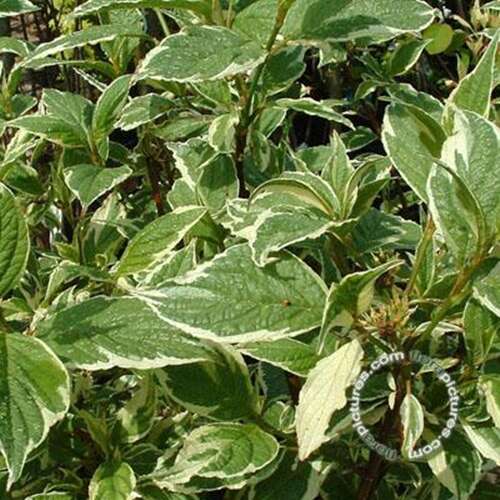 Afbeelding bij Witte kornoelje -  Cornus alba &#039;Sibirica Variegata&#039; 