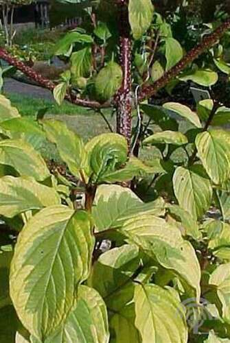 Afbeelding bij Witte kornoelje - Cornus alba 'Spaethii' 