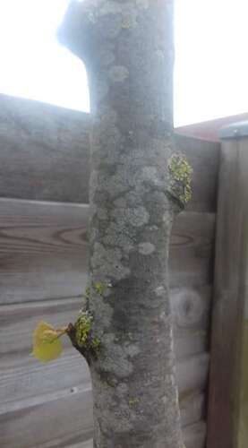 Afbeelding bij Witte vlekken op stam leilinde