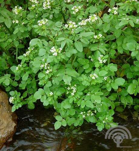 Afbeelding bij Witte waterkers - Nasturtium officinale 