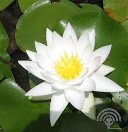 Afbeelding bij Witte Waterlelie - Nymphaea alba 