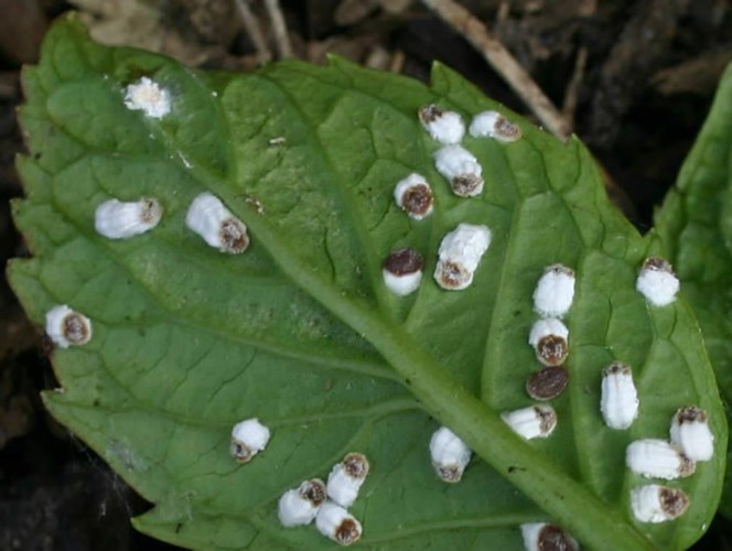 Witte wollige luizen onderkant bladeren Hortensia’s