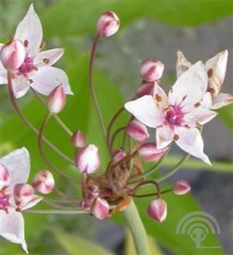 Afbeelding bij Witte zwanenbloem - Butomus umbellatus &#039;Schneeweisshen&#039; 