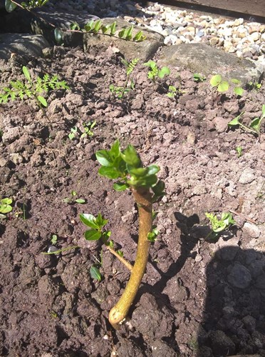 Afbeelding bij Woekerende sering
