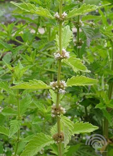 Afbeelding bij Wolfspoot - Lycopus europaeus