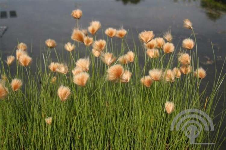 Afbeelding bij Wollegras - Eriophorum russeolum