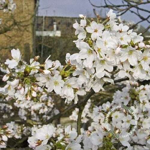 Afbeelding bij Yoshinokers - Prunus yedoensis