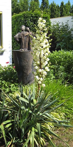 Vaste planten
