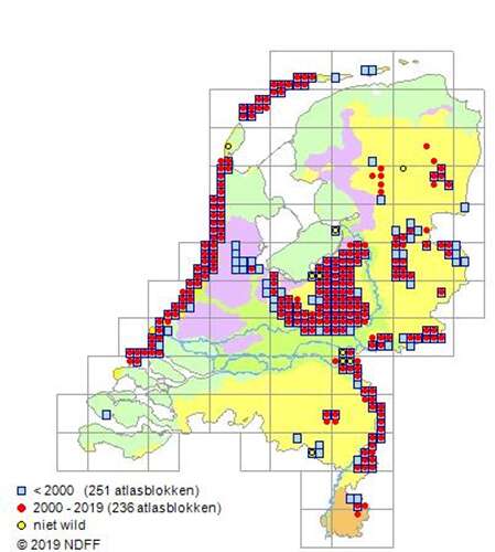 Afbeelding bij Zandhagedis 