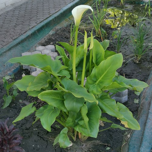 Massage vieren Hover Zantedeschia aethiopica / Witte arondskelk