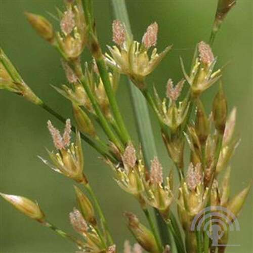 Afbeelding bij Zeegroene rus - Juncus inflexus