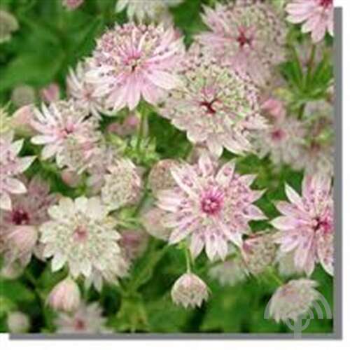 Afbeelding bij Zeeuws knoopje Astrantia major &#039;Buckland