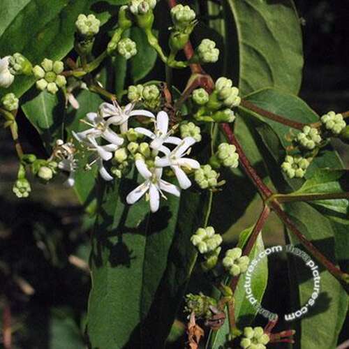 Afbeelding bij Zevenzonenboom - Heptacodium miconioides 