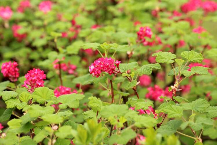 Afbeelding bij Zichtdichte struiken voor meer privacy