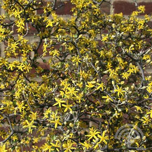 Afbeelding bij Zigzagstruik - Corokia cotoneaster 