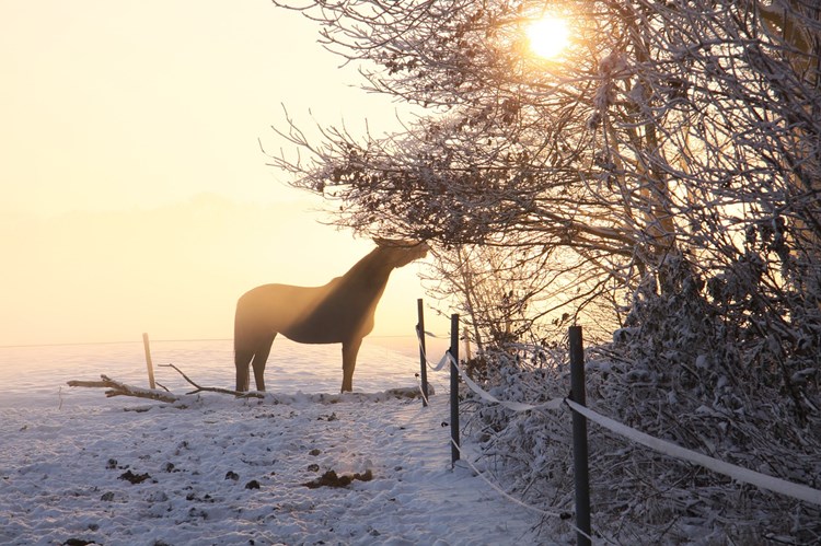 Afbeelding bij Zijn de eikels van eikenbomen giftig voor paarden
