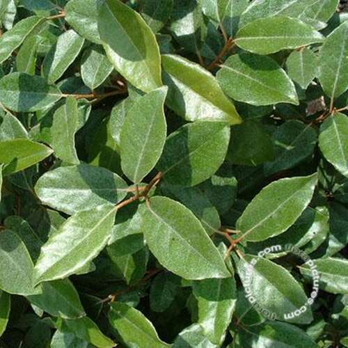 Afbeelding bij Zilverbladige olijfwilg - Elaeagnus ebbingei 