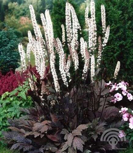 Afbeelding bij Zilverkaars simplex. &#039;Brunette&#039; 