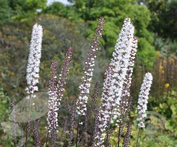 Afbeelding bij Zilverkaars simplex. &#039;White Pearl&#039; 