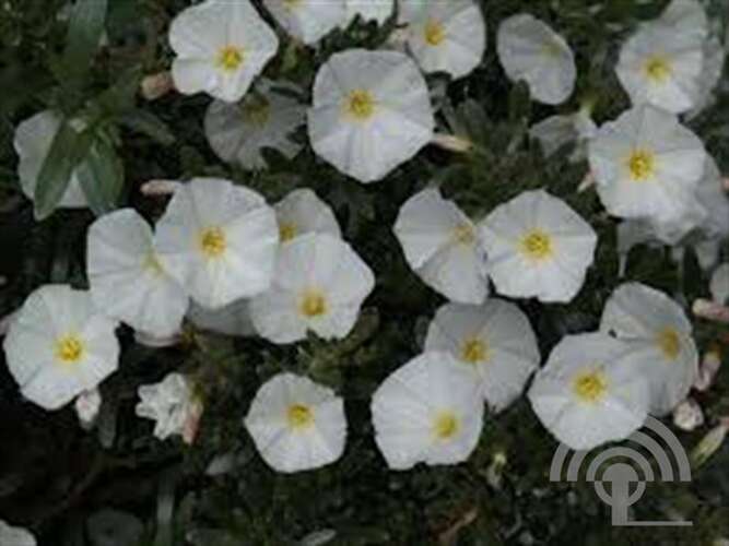 Afbeelding bij Zilverwinde - Convolvulus cneorum