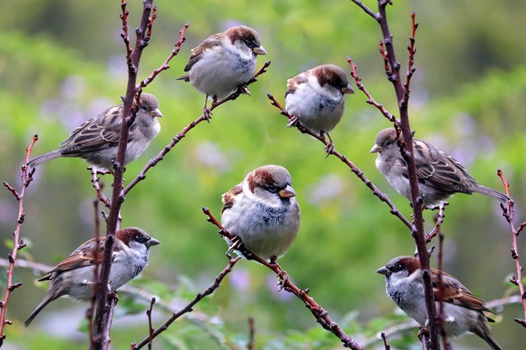 Afbeelding bij Zo help je de vogels de winter door