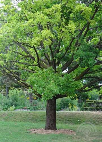 Afbeelding bij Zomereik - Quercus robur