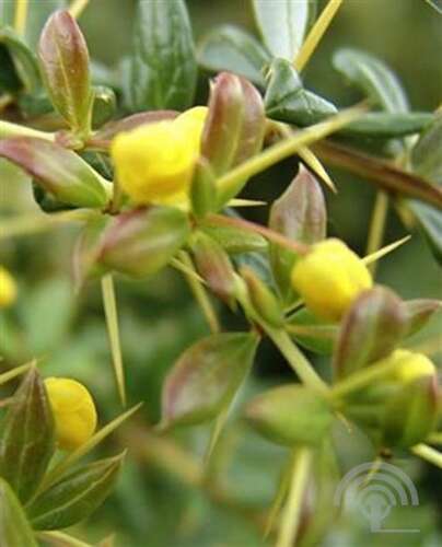 Afbeelding bij Zuurbes - Berberis &#039;Candidula&#039; 